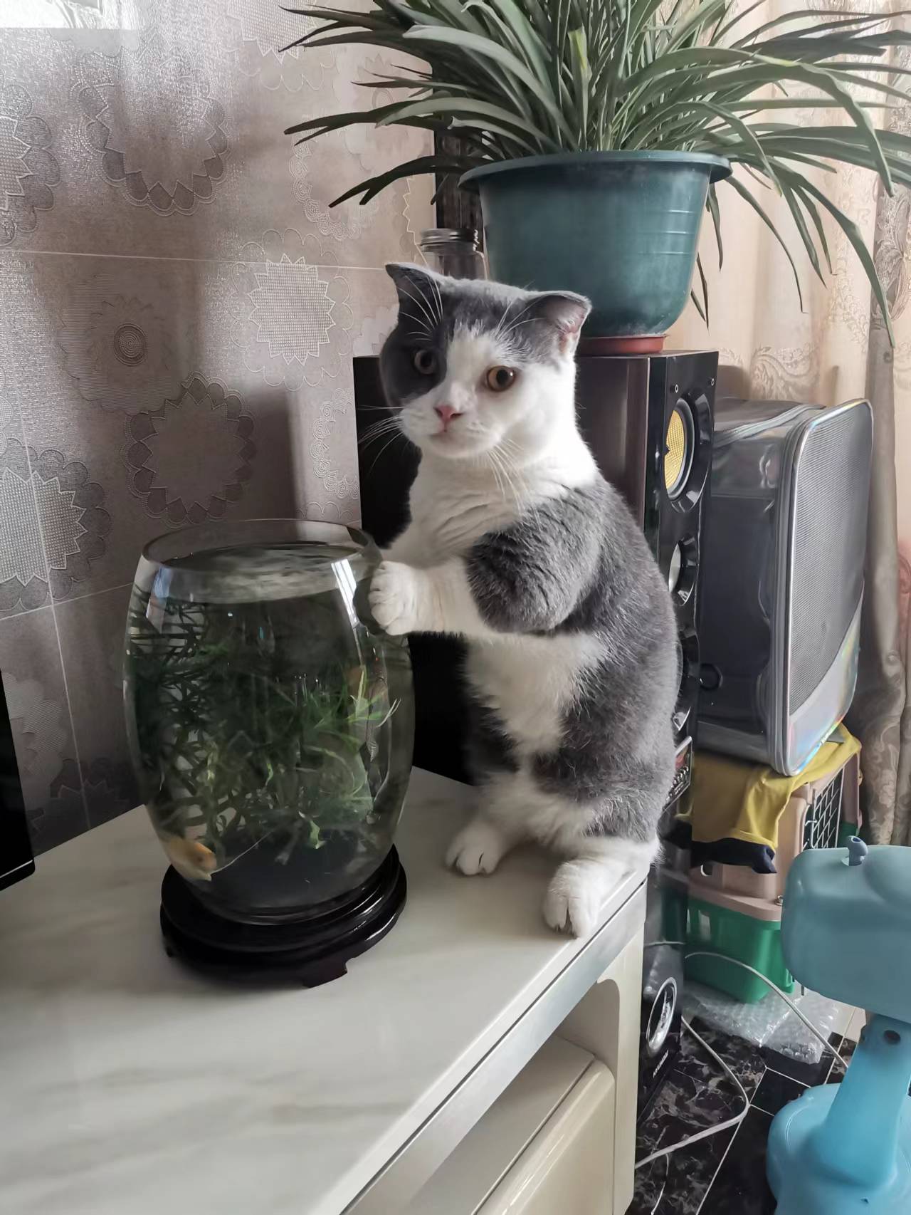 偷腥的猫咪