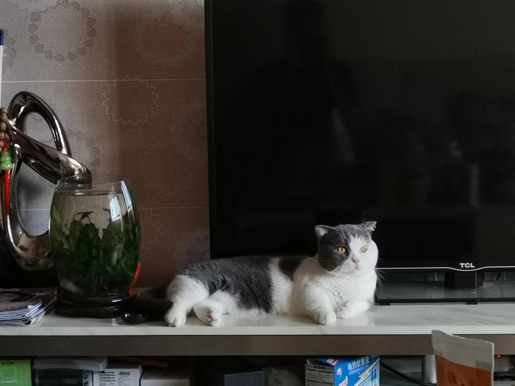 坐在电视柜上