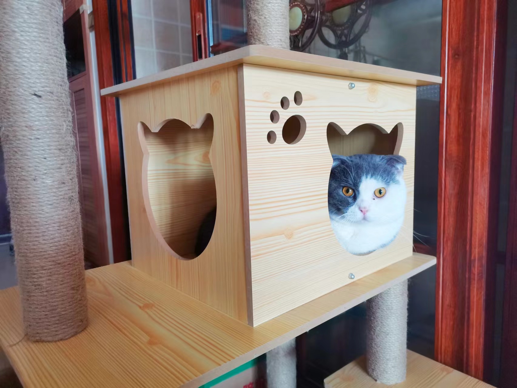 探出一直猫头