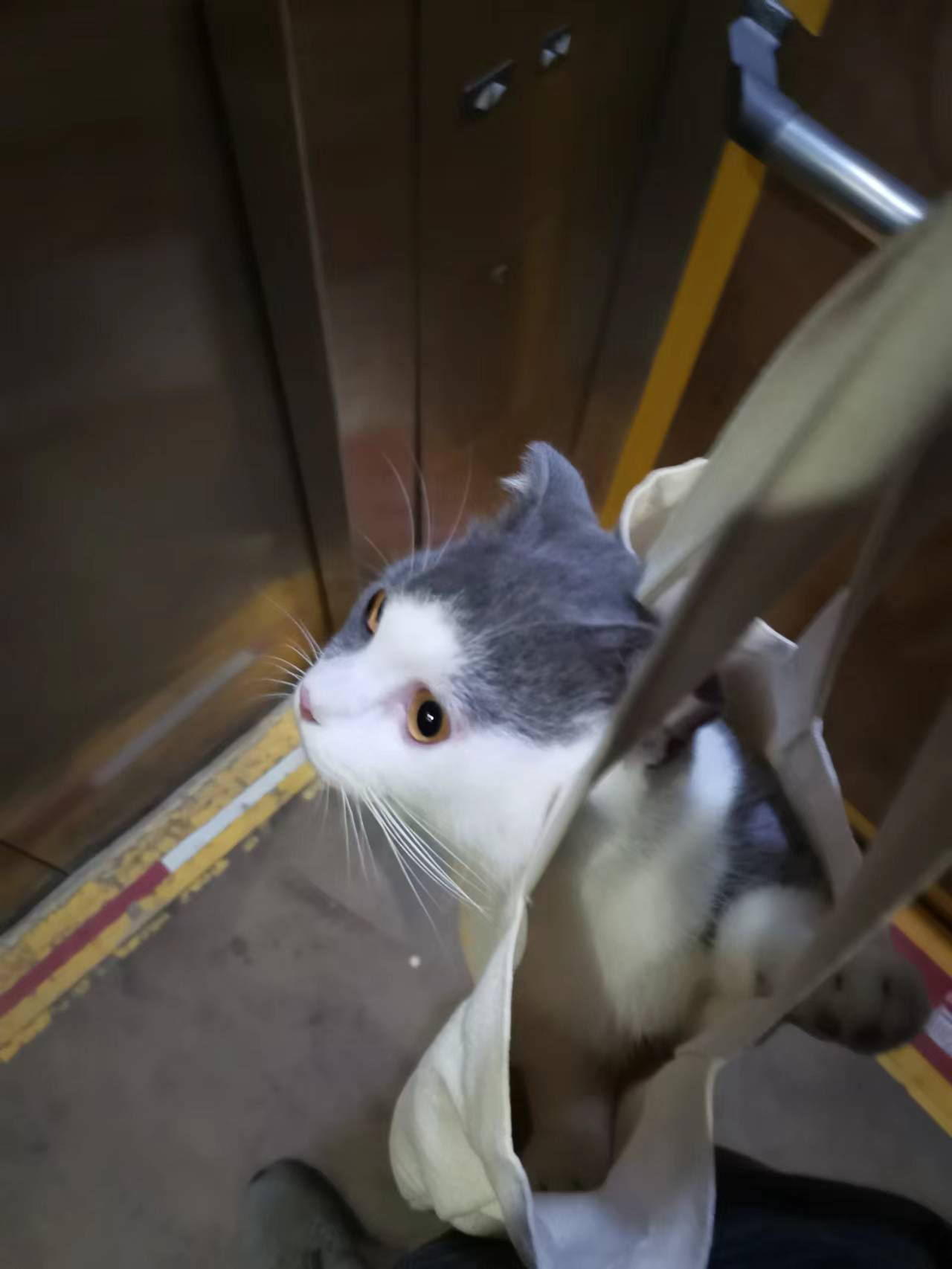 携猫出门