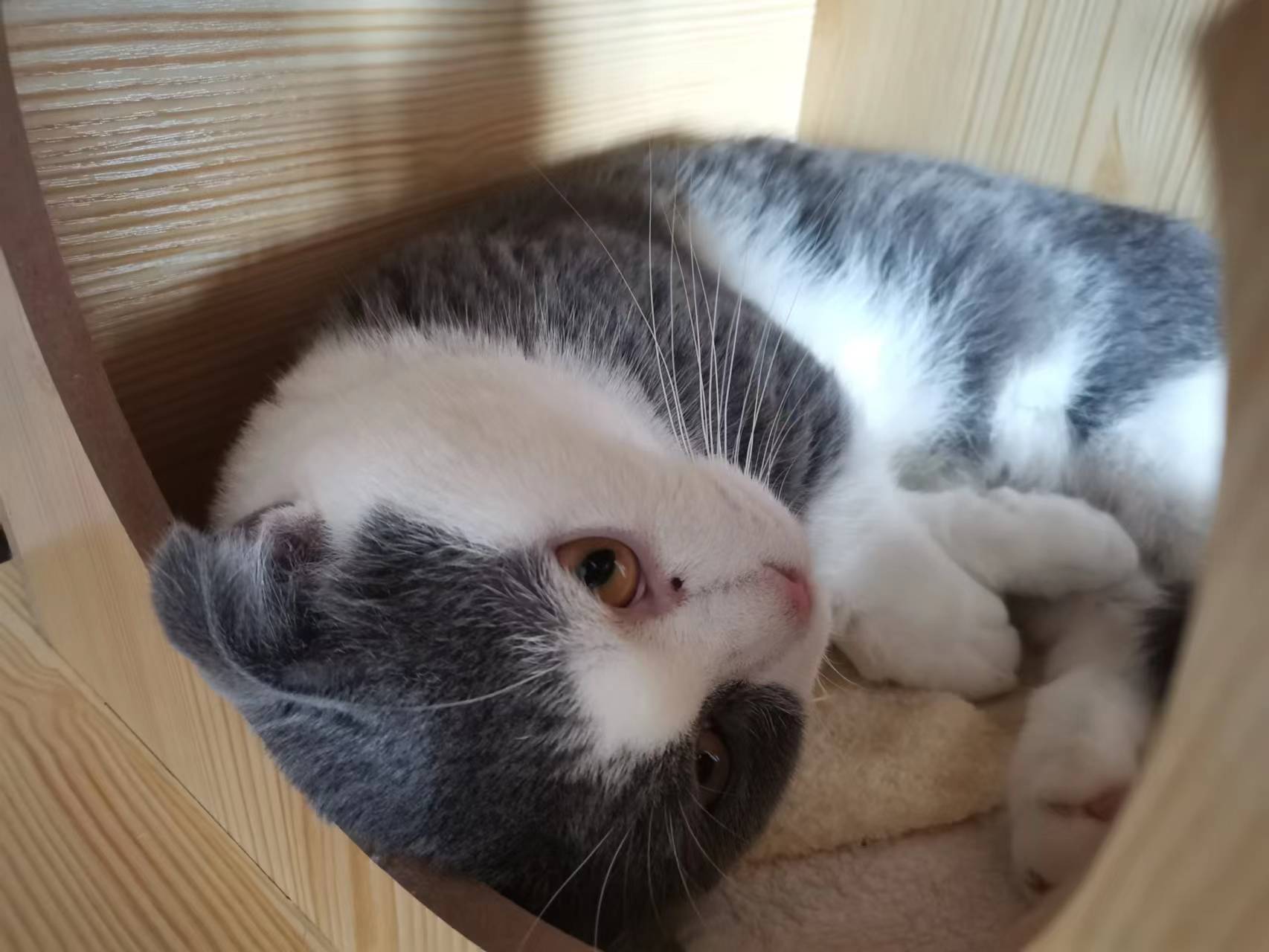 猫屋中的布丁
