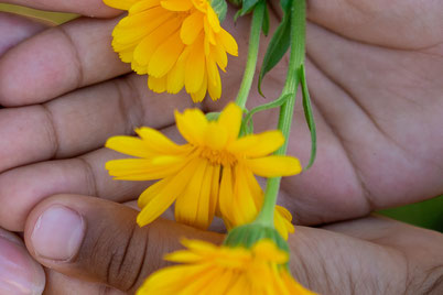 Blüten