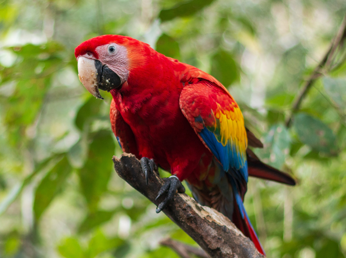 Bird