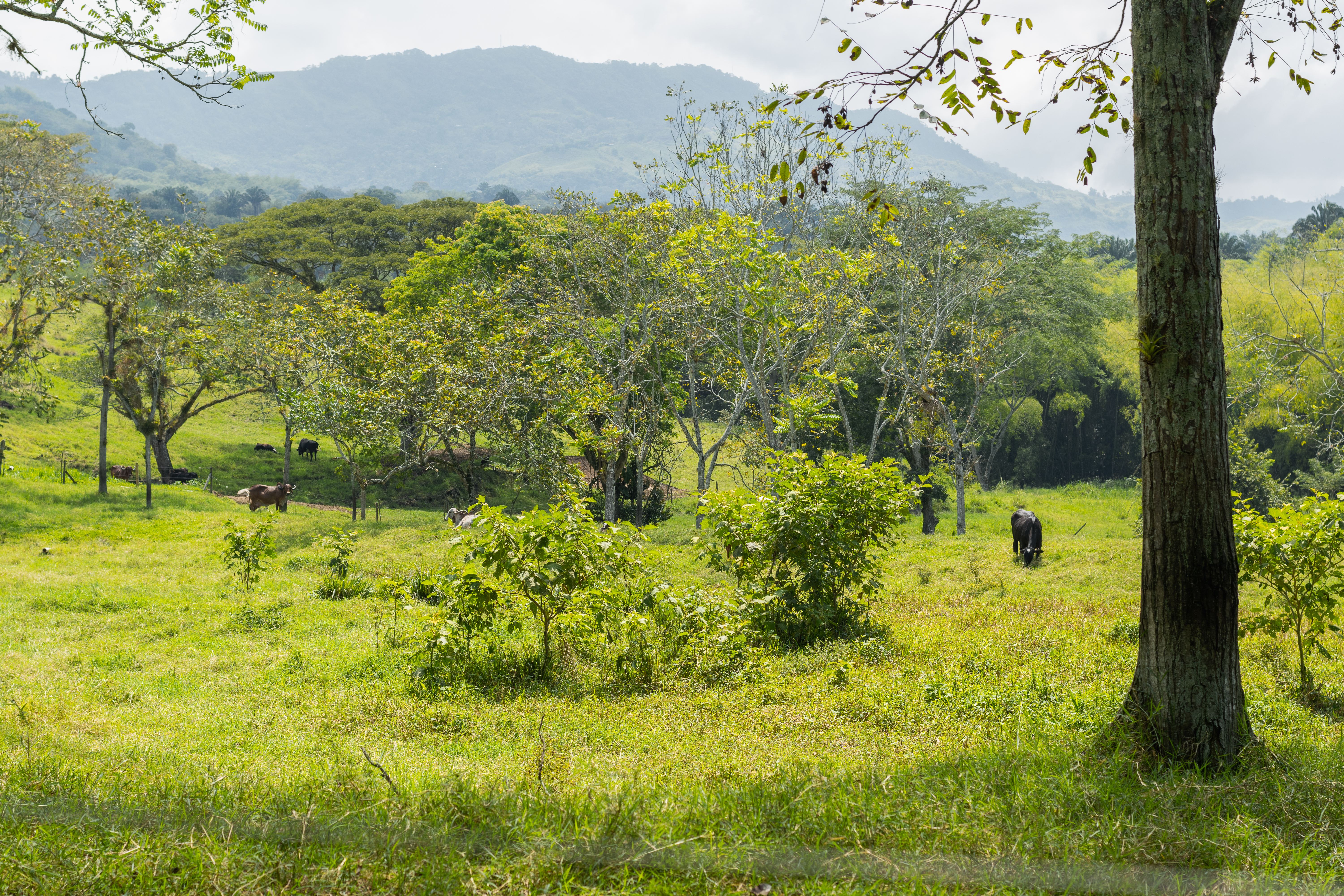 Canita Reserve