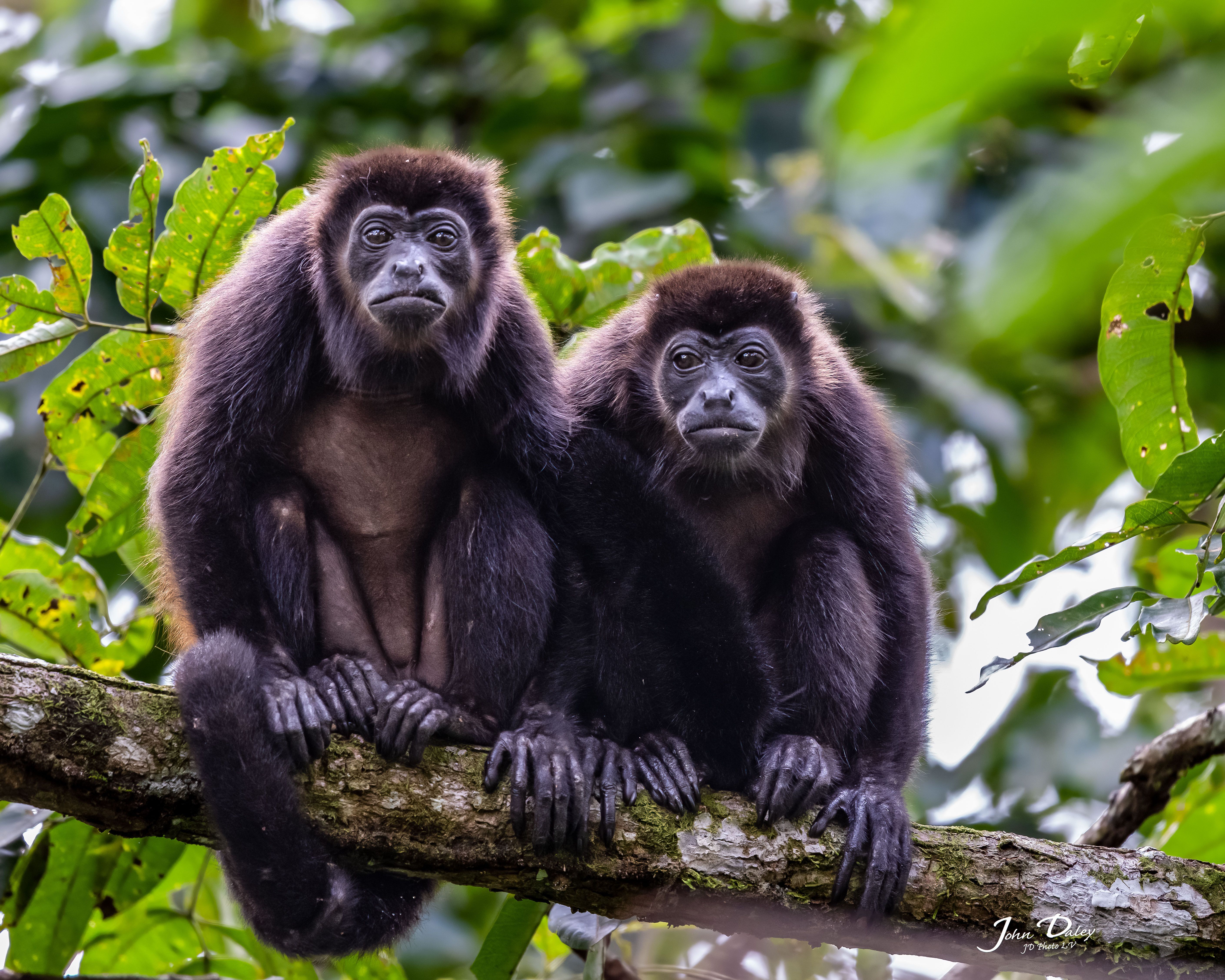 Howler Monkeys