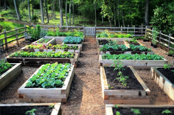 Organic Farming
