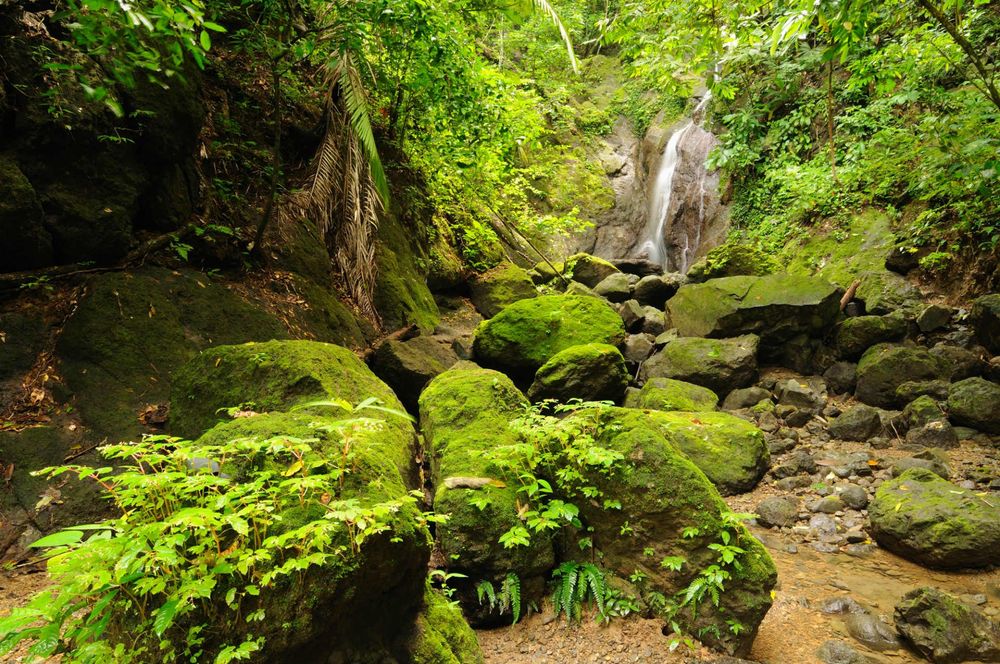 Rainforest