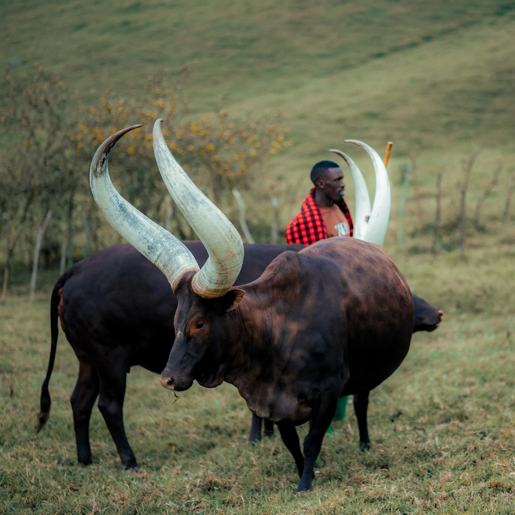Rwanda, Ashton Hall Africa Tour