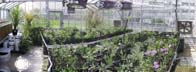 thumb_greenhouse_south.jpg (5615 bytes)