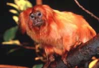 Tamarin