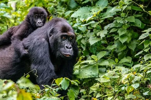gorilla-trekking-safari