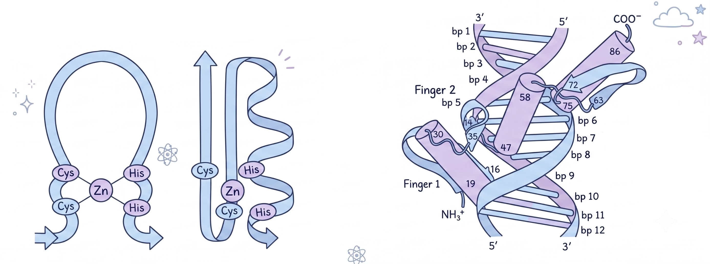 Image of zinc finger