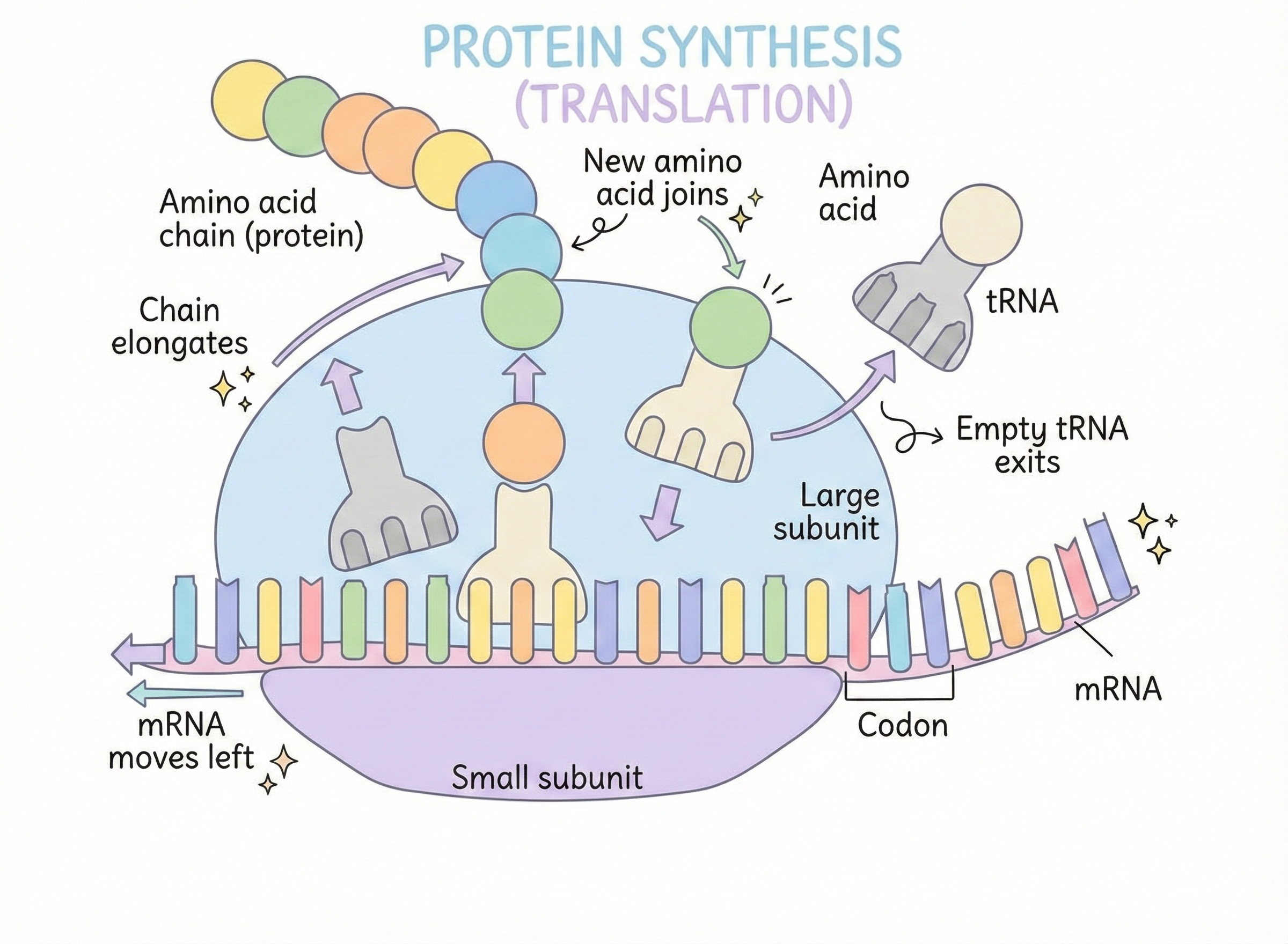 Image of ribosome