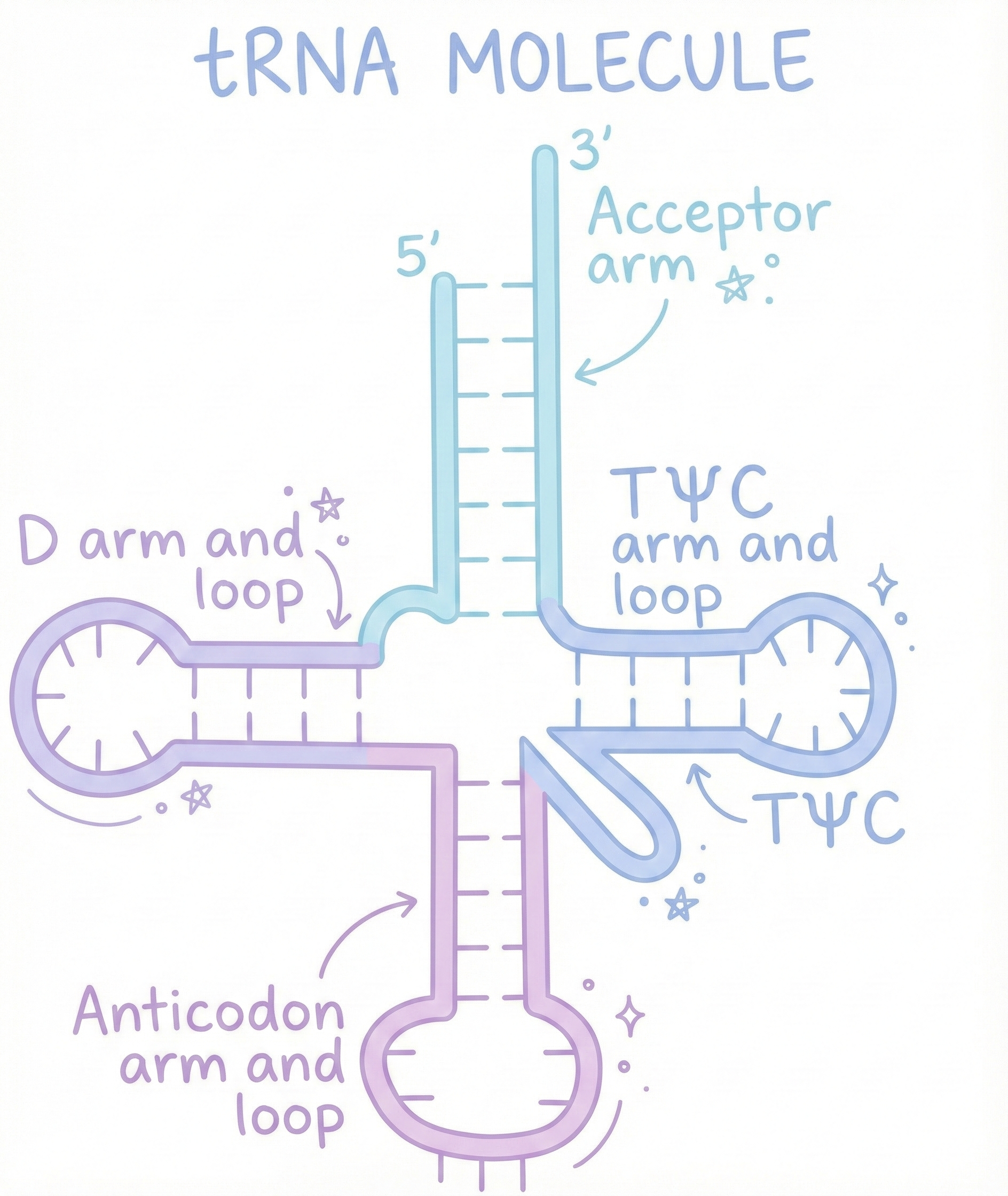Image of tRNA
