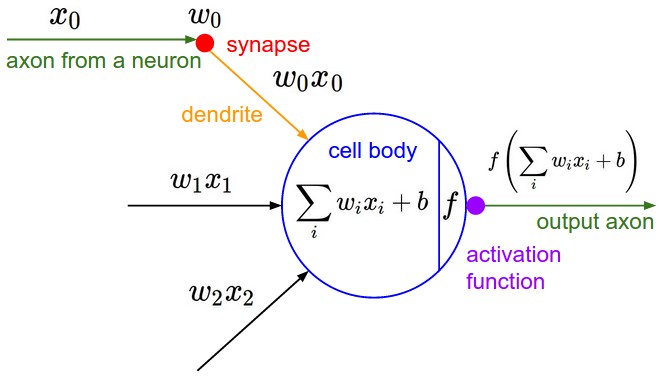 Neuron