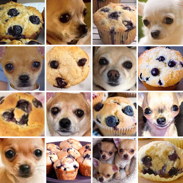 chihuahua-or-muffin