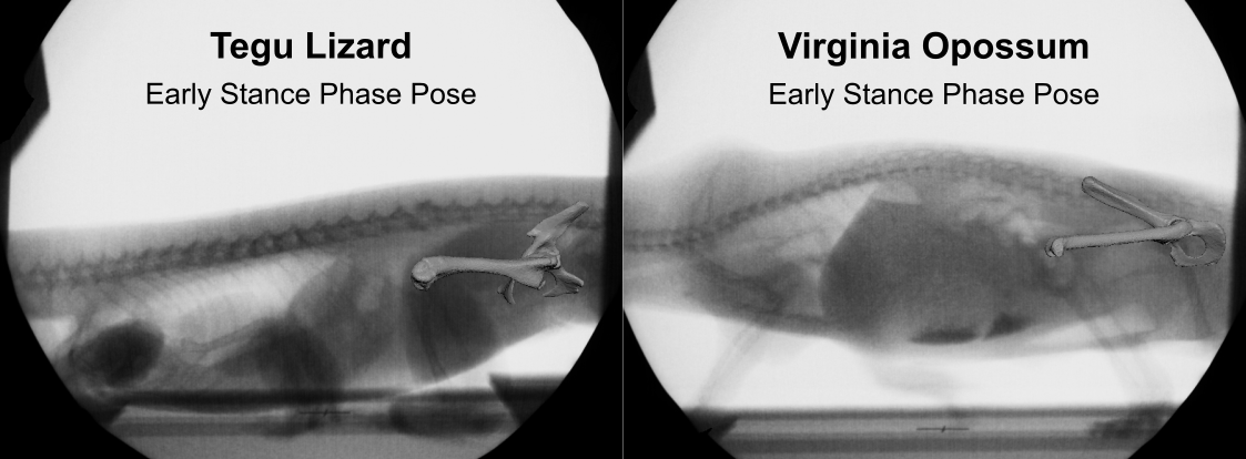 X-Ray Poses of Tegu and Opossum