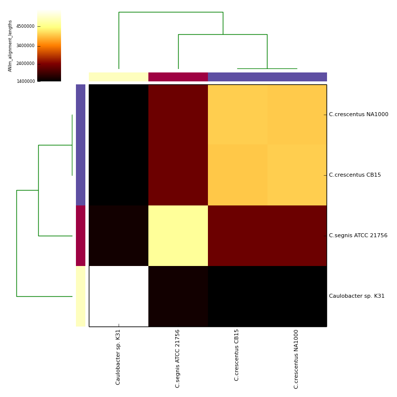 ANIm alignment length for Caulobacter test data