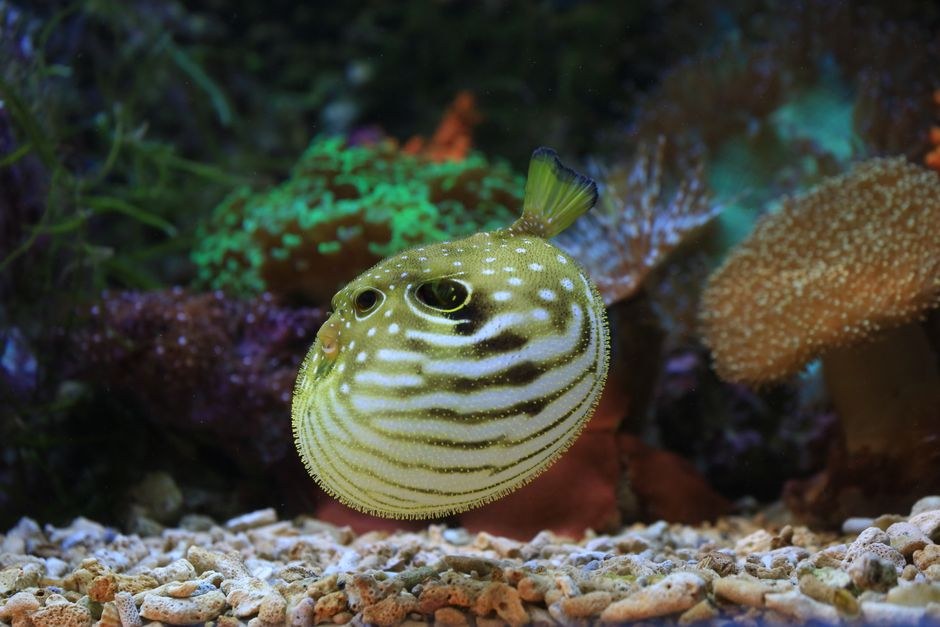 AI 벤더 종속 지옥? 사카나 AI 푸구(Fugu) 멀티 에이전트가 던지는 해답!