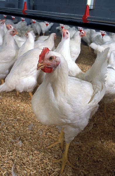 5 Tips Merawat Ayam Broiler agar Bertumbuh Cepat dan Sehat