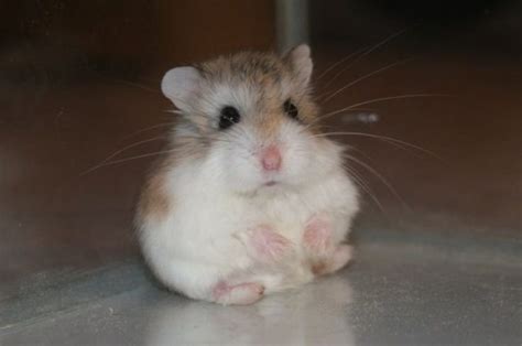 Mengenal Hamster Roborovski, Jenis Hamster yang Aktif dan Lincah