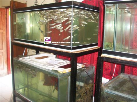 Panduan Lengkap Memelihara Ikan Gabus dan Haruan di Kolam Terpal atau Aquarium