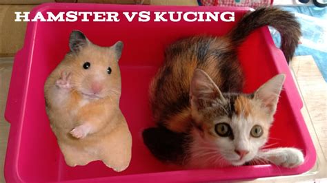 Hamster vs Kelinci: Mana yang Lebih Cocok untuk Kamu?