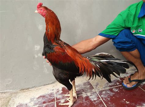 5 Strategi Efektif Merawat Ayam Bangkok agar Terhindar dari Penyakit dan Cepat Bertumbuh Besar