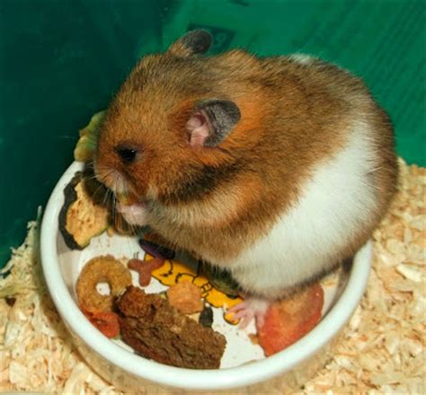 Cara Merawat Hamster yang Sedang Hamil dengan Benar