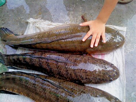 Rahasia Budidaya Ikan Gabus dan Haruan yang Menguntungkan dan Mudah Dilakukan