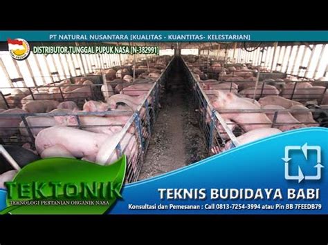 Cara Mendapatkan Keuntungan Besar dari Bisnis Ternak Babi