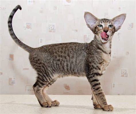 Kucing Oriental Shorthair: Karakteristik, Perawatan, dan Kebiasaan
