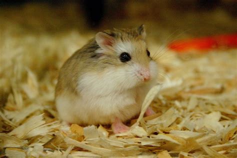 Hamster Roborovski: Karakteristik, Perawatan, dan Kebiasaan