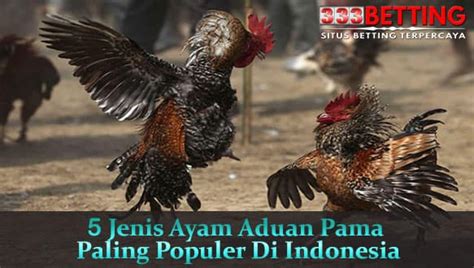 3 Jenis Ayam Aduan Paling Populer di Indonesia yang Harus Anda Ketahui sebelum Memulai Bermain