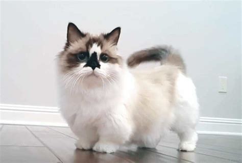 Kucing Munchkin: Karakteristik, Perawatan, dan Kebiasaan