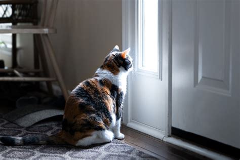 Cara Mengajari Kucing untuk Tidak Menggaruk Pintu atau Dinding