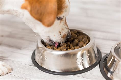 Makanan Berbahaya yang Perlu Dihindari untuk Anjing