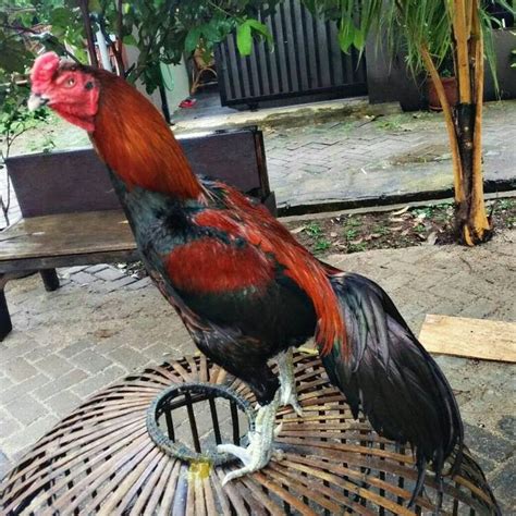 Mengenal Ayam Bangkok dan Sejarahnya dalam Dunia Sabung Ayam