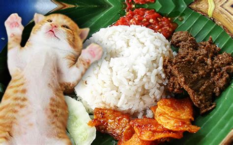 5 Makanan Berbahaya untuk Kucing yang Perlu Dihindari