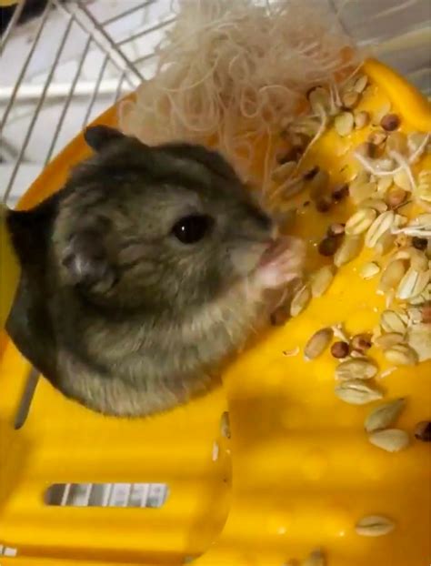 Cara Merawat Hamster yang Baru Lahir agar Tetap Sehat