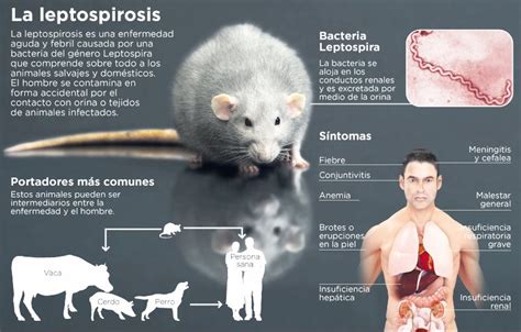 Cara Mencegah Leptospirosis pada Sapi yang Perlu Anda Ketahui