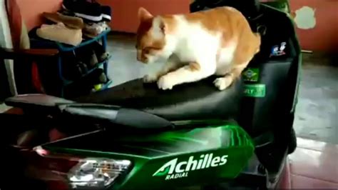 Mengajari Kucing untuk Tidak Menggaruk Jok Motor