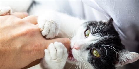 Mengapa Kucing Suka Menggigit Kabel dan Cara Mengatasinya