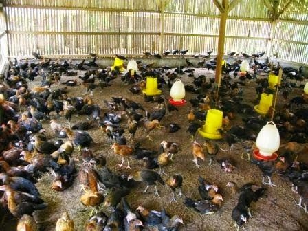 Cara Mengatasi Masalah Umum dalam Pemeliharaan Ayam di Kandang