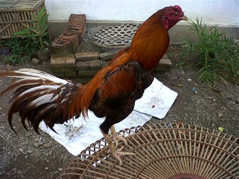 Tips Memilih Ayam Bangkok Berkualitas untuk Anda yang Ingin Bermain Sabung Ayam
