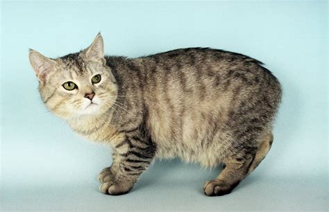 Kucing Manx: Karakteristik dan Perawatannya