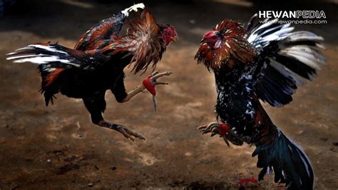 5 Fakta Menarik tentang Ayam Aduan yang Jarang Diketahui oleh Para Pecinta Sabung Ayam