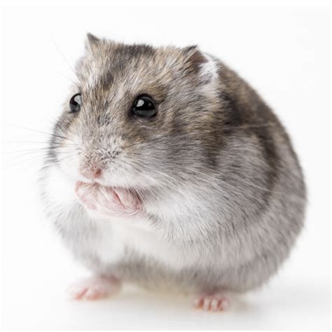 Hamster Djungarian: Karakteristik, Perawatan, dan Kebiasaan