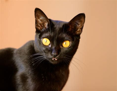 Kucing Bombay: Karakteristik, Perawatan, dan Kebiasaan