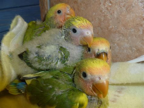 Baby Lovebird: Panduan Lengkap untuk Merawat Anak Burung Lovebird yang Baru Lahir